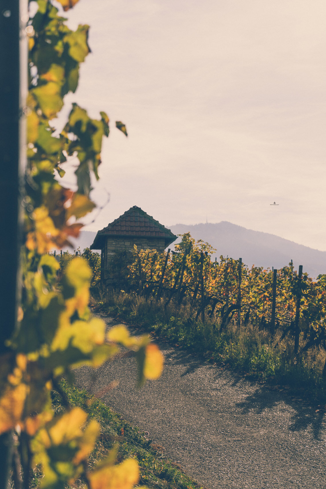 Vinogradi oko Badenweilera ujesen