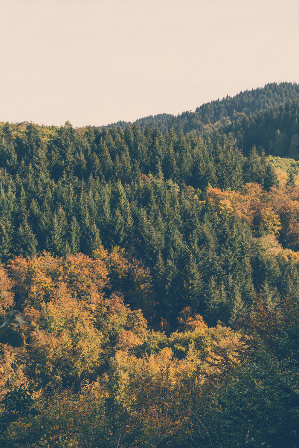 In the forest, Schwarzwald