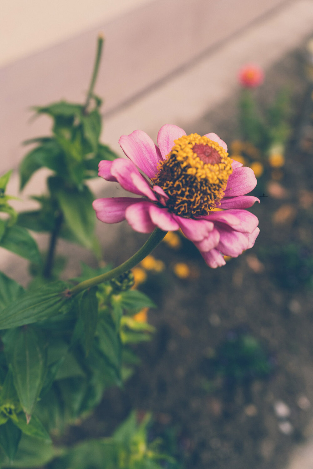 Flowers at Fridolin Baumgartner Distillery