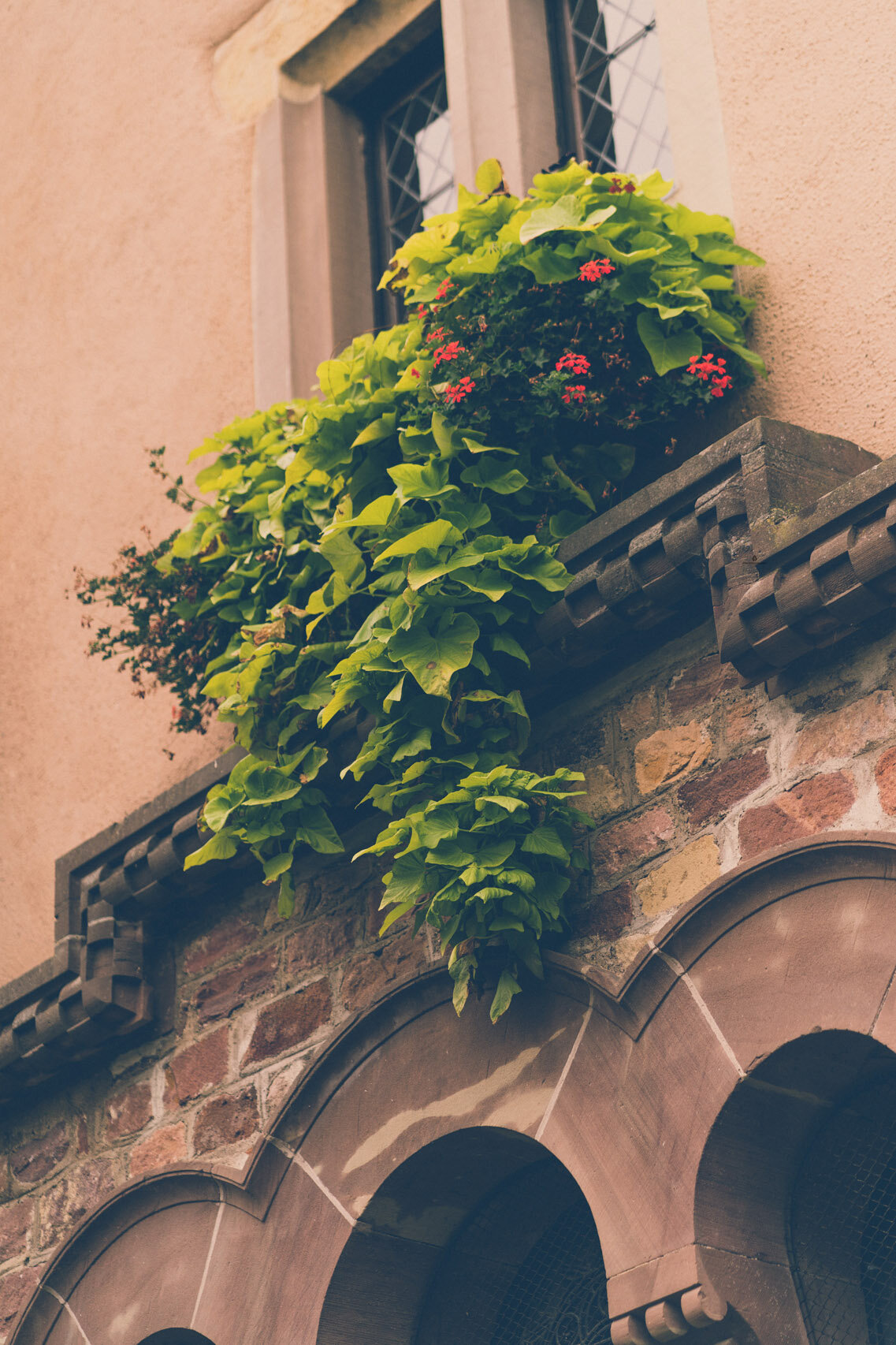 Flowery windowsills, Eguisheim