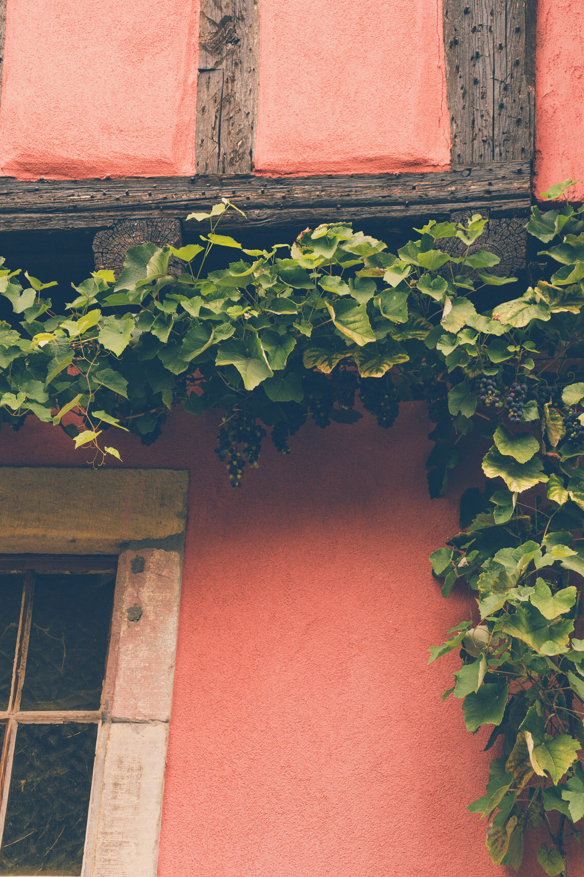 Ivy-clad house in Eguisheim