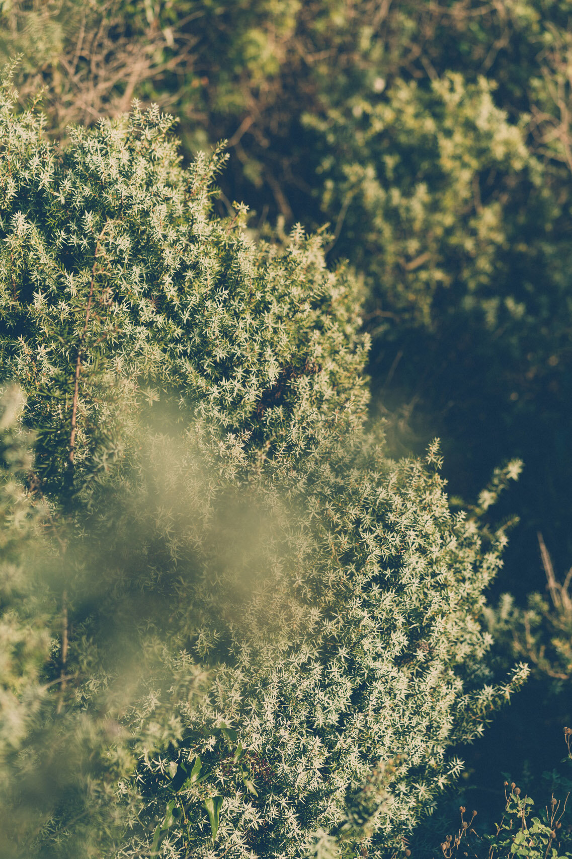 Juniper in Istria