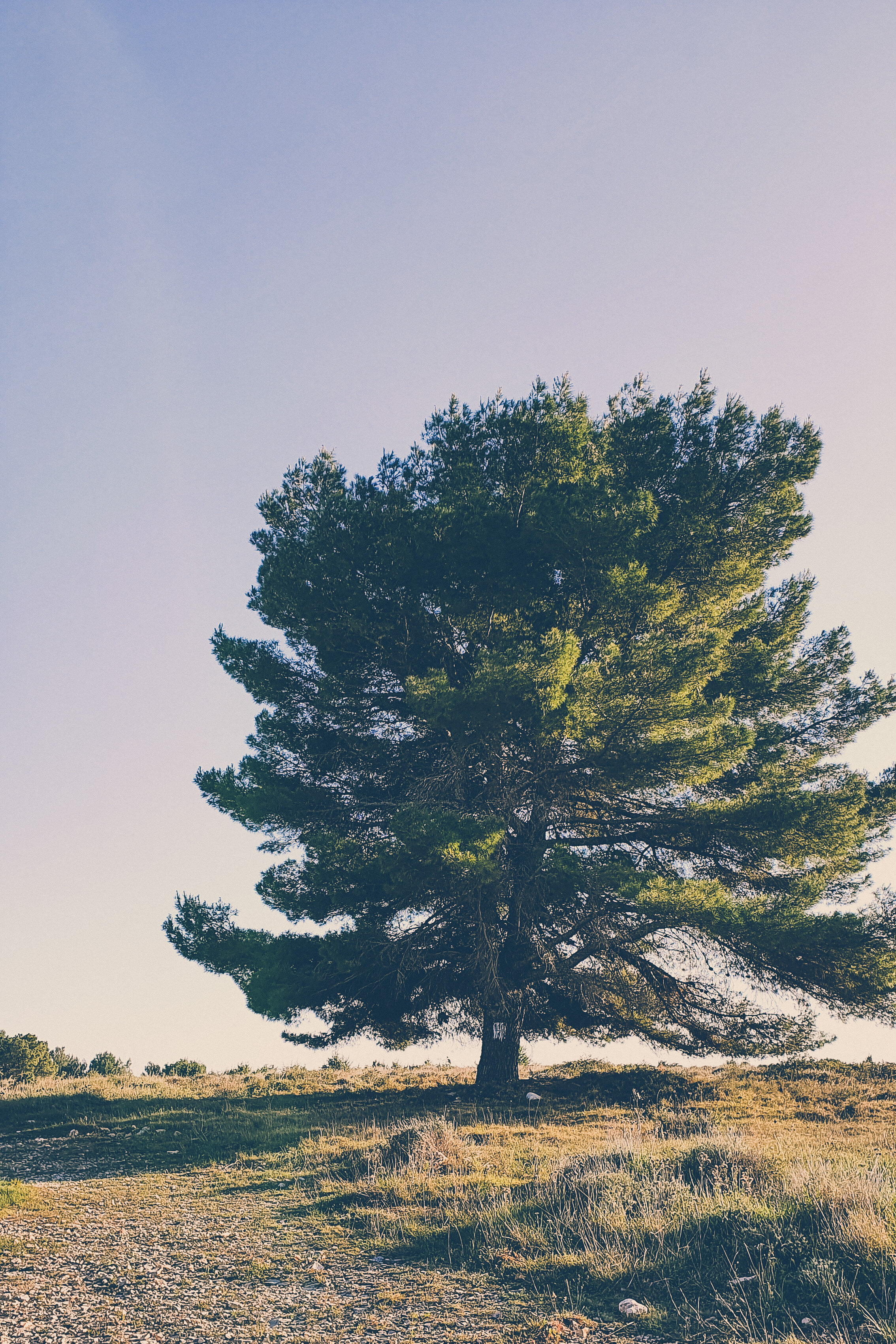 Favorite tree on Cape Kamenjak