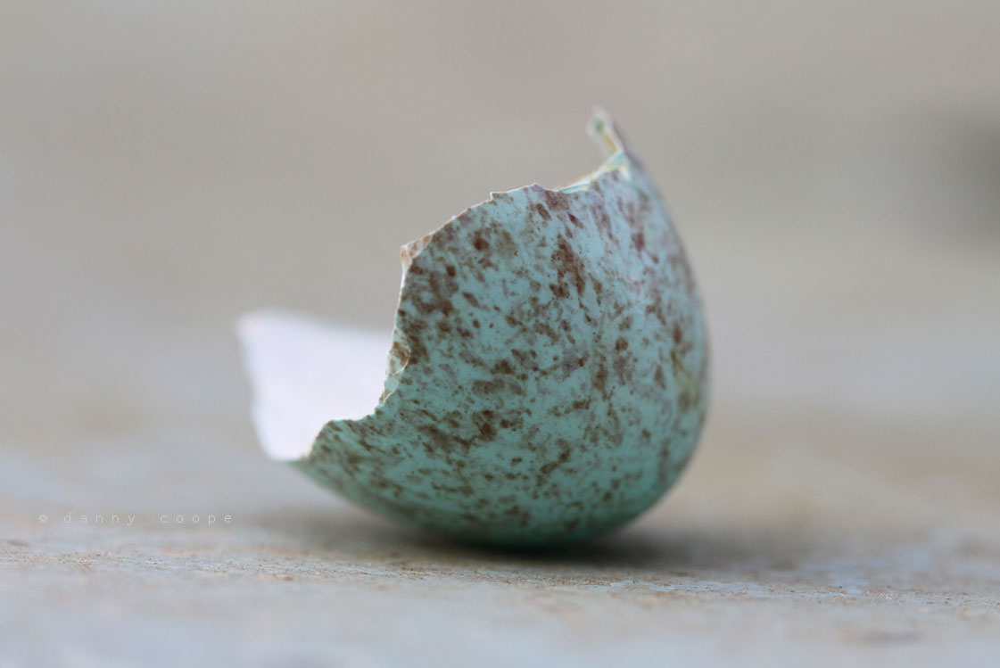 blackbird-egg.jpg