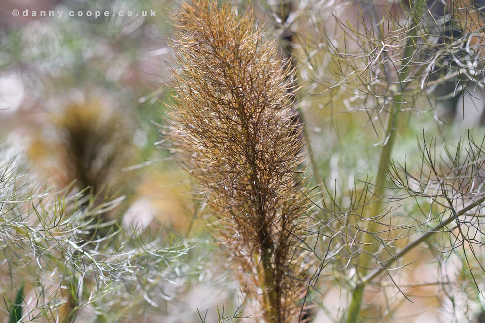 bronze-fennel.jpg