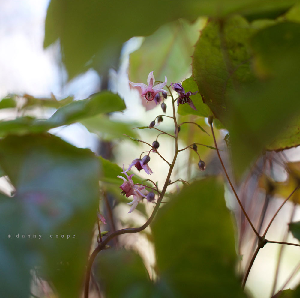 epimedium-pink-champagne.jpg