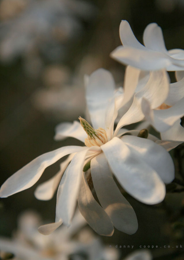 magnolia-stellata.jpg