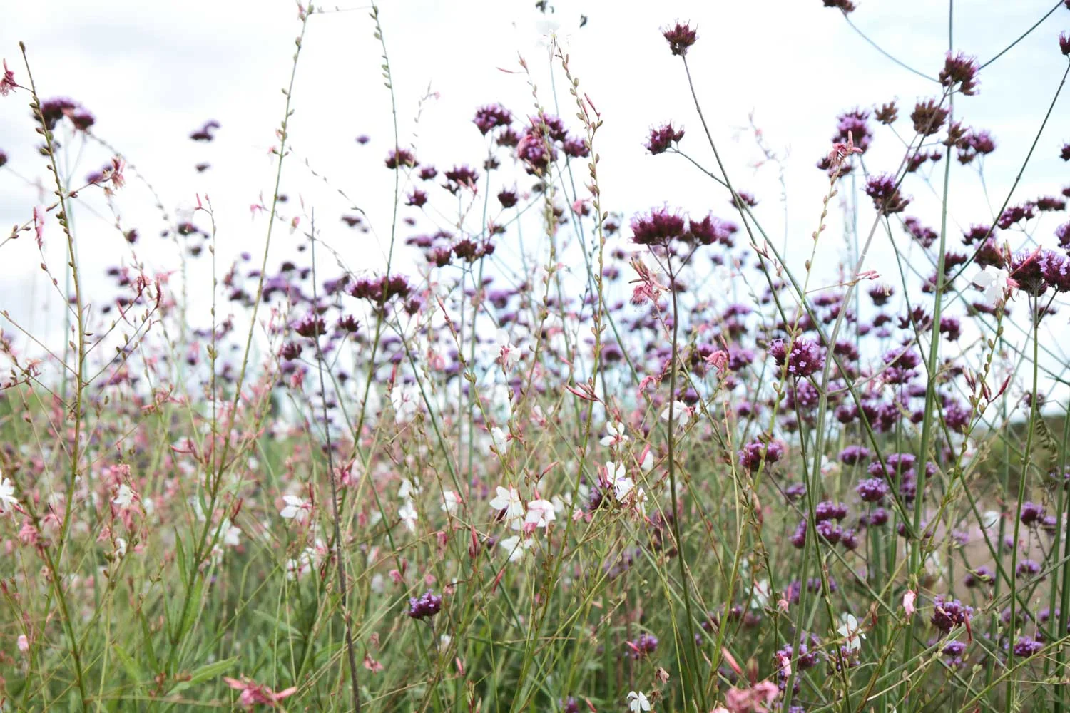 sussex-prairies.jpg