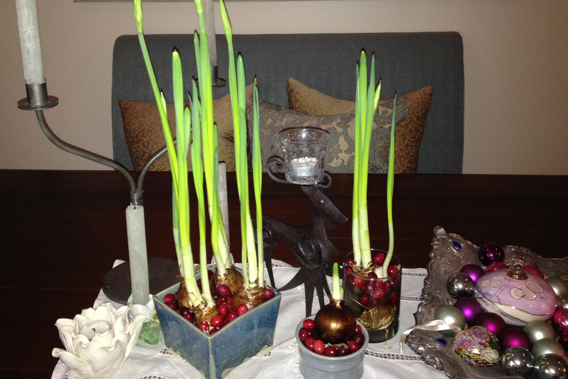 Paperwhites all ready to gift...they will be beautiful when they bloom!
