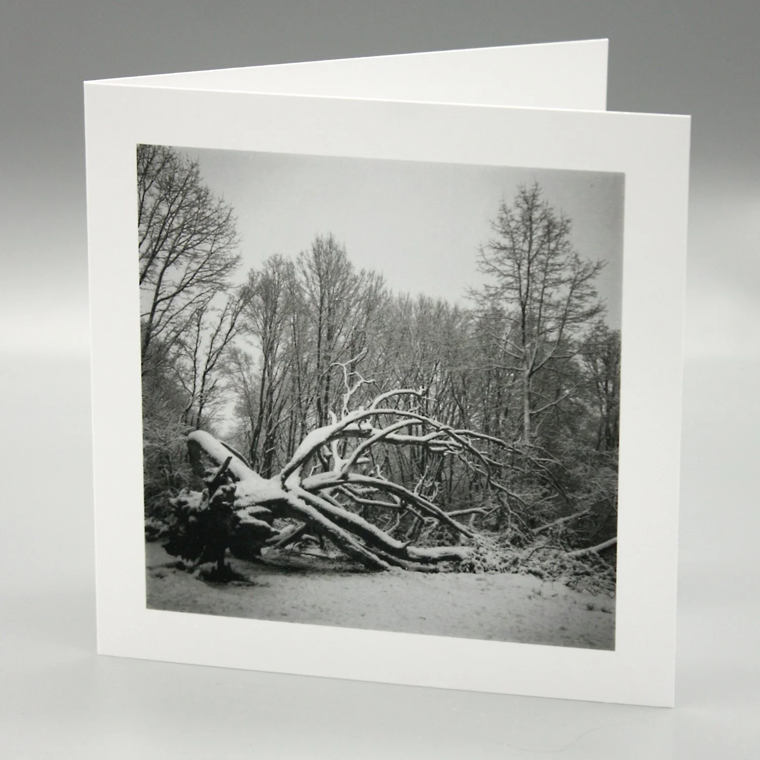 Fallen Tree
