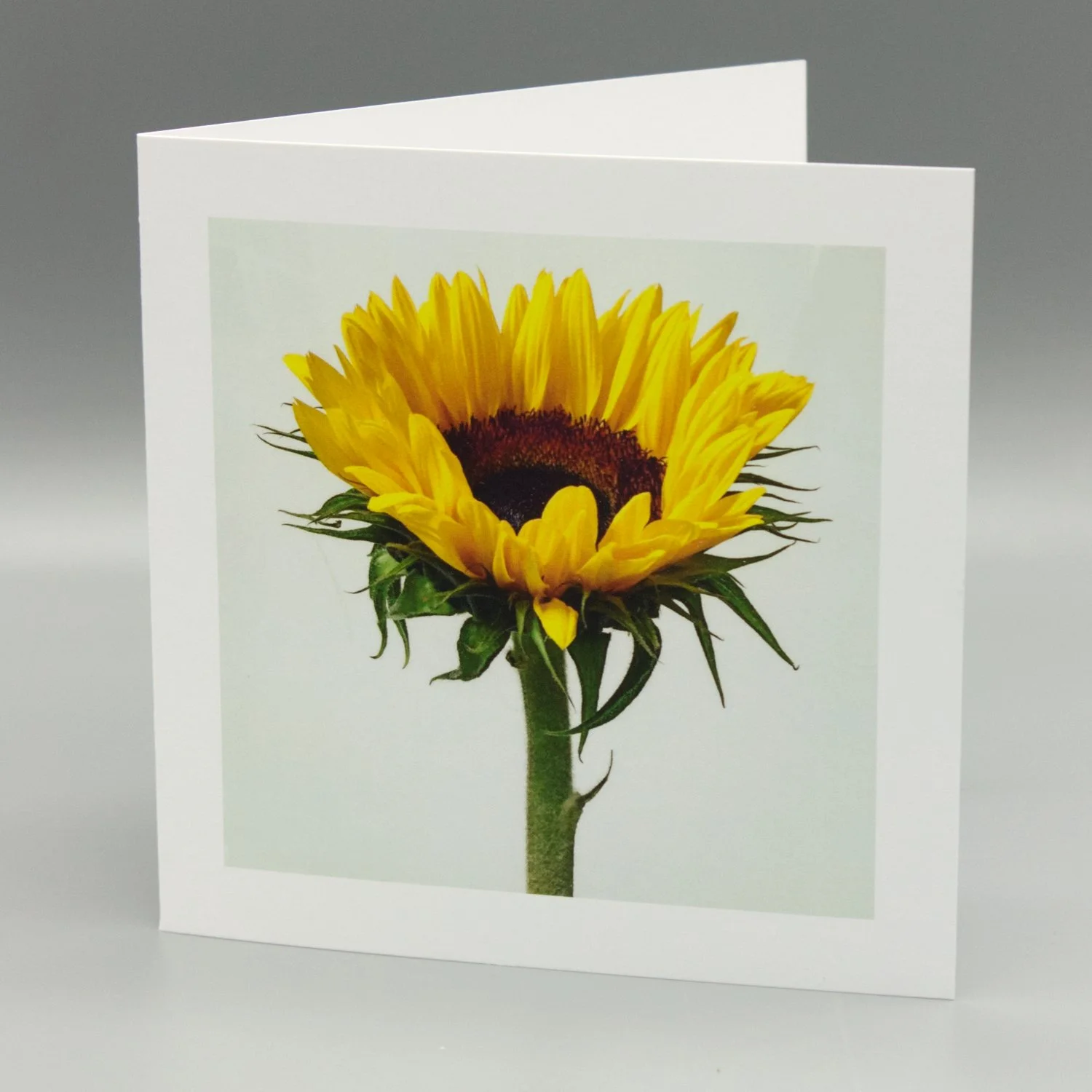 Happy Sunflower