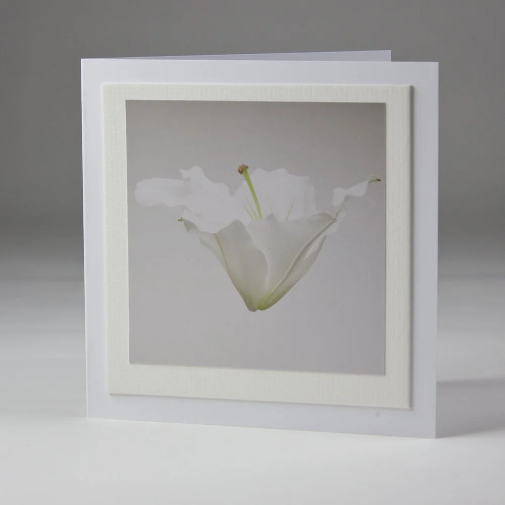 Sympathy Lily