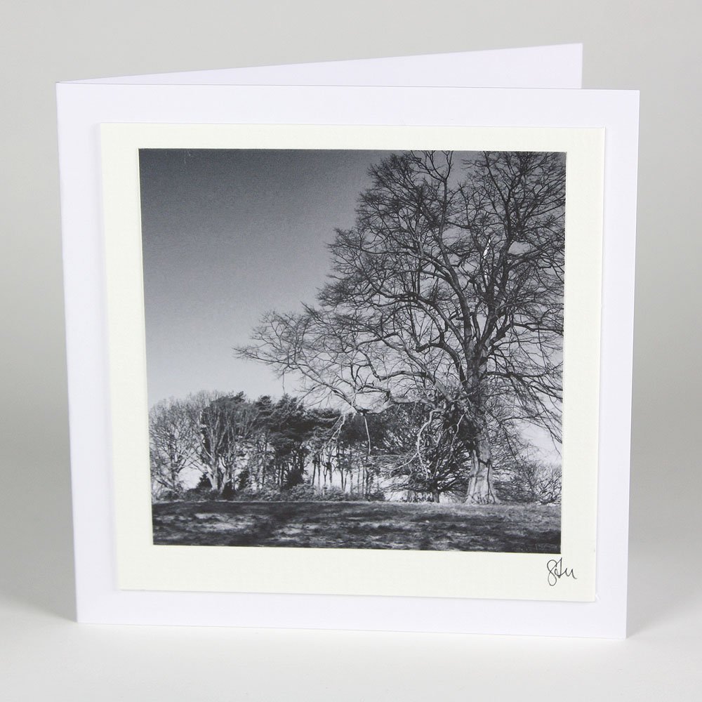 Trees On The Heath
