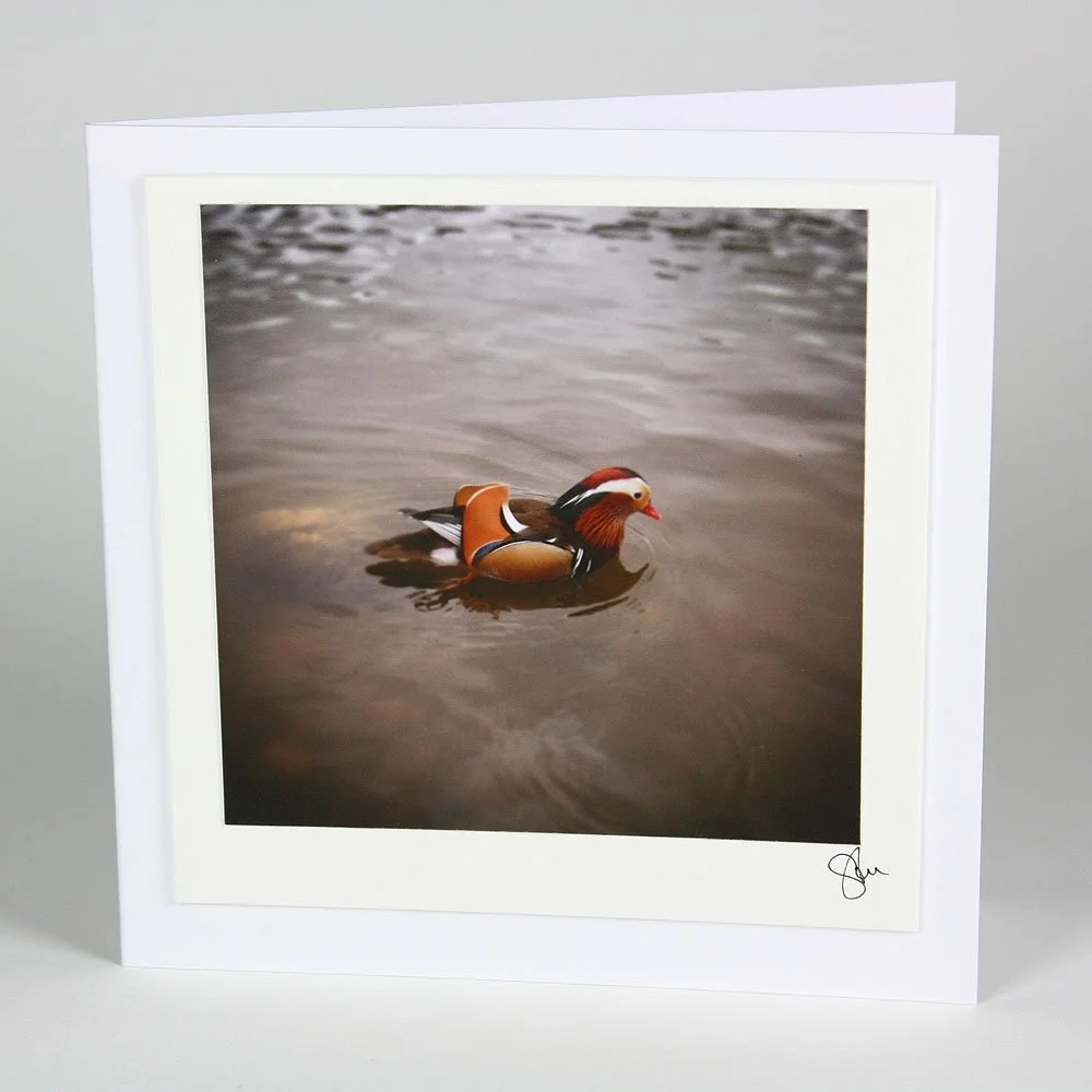 Mandarin Duck