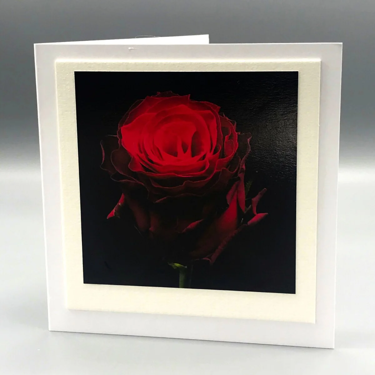 Twilight Rose