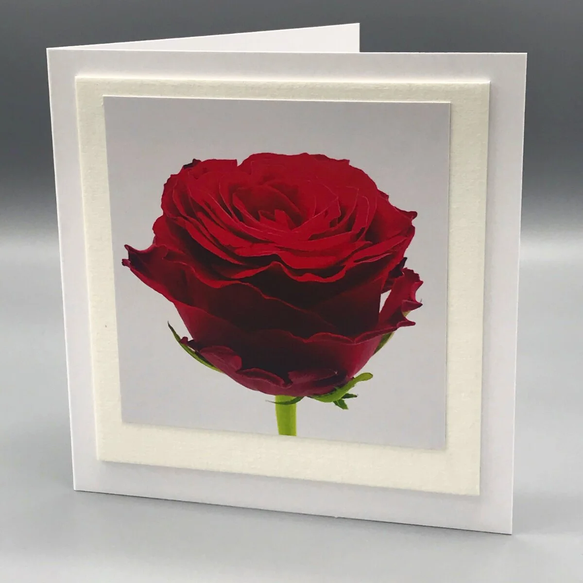 Red Rose