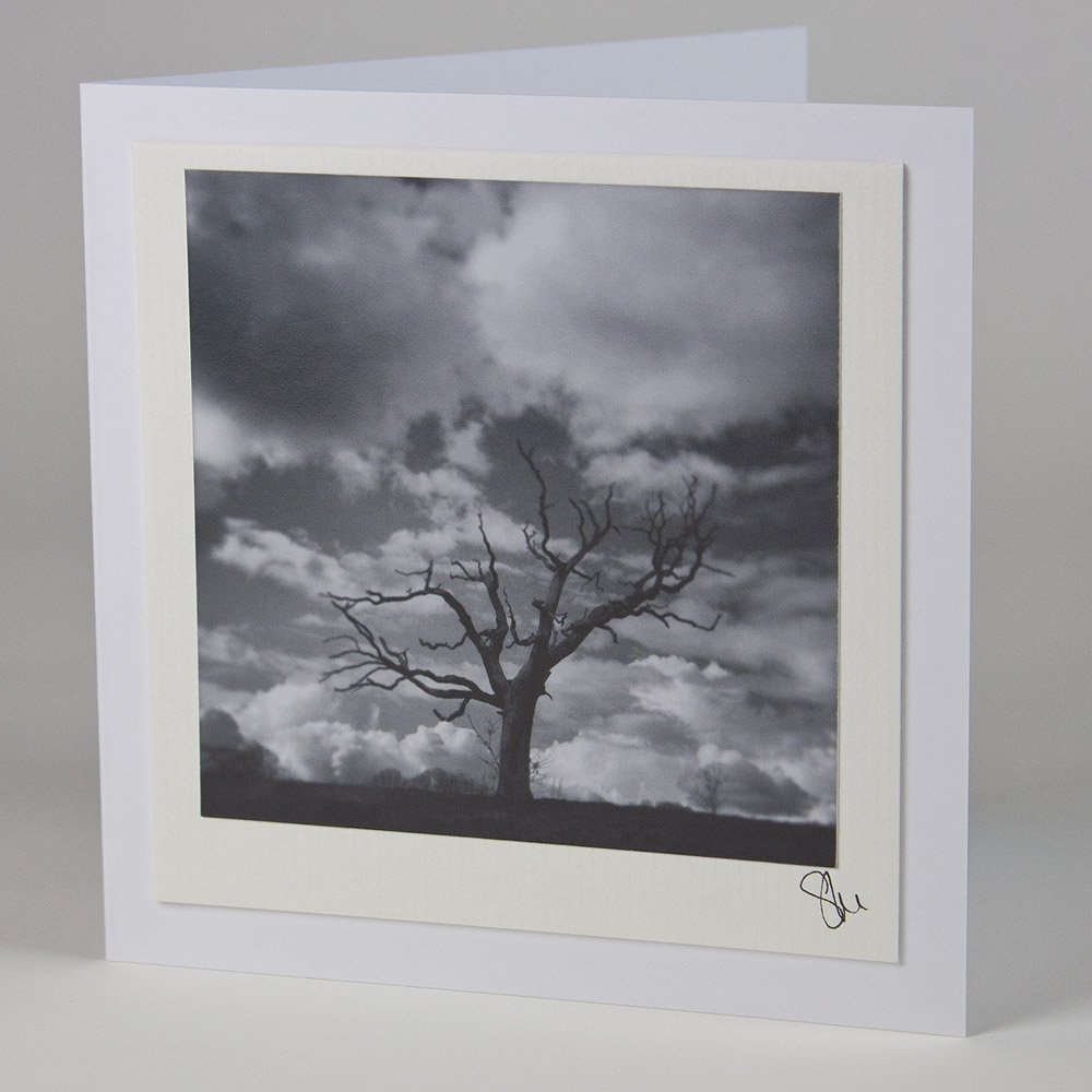 Lonely Tree