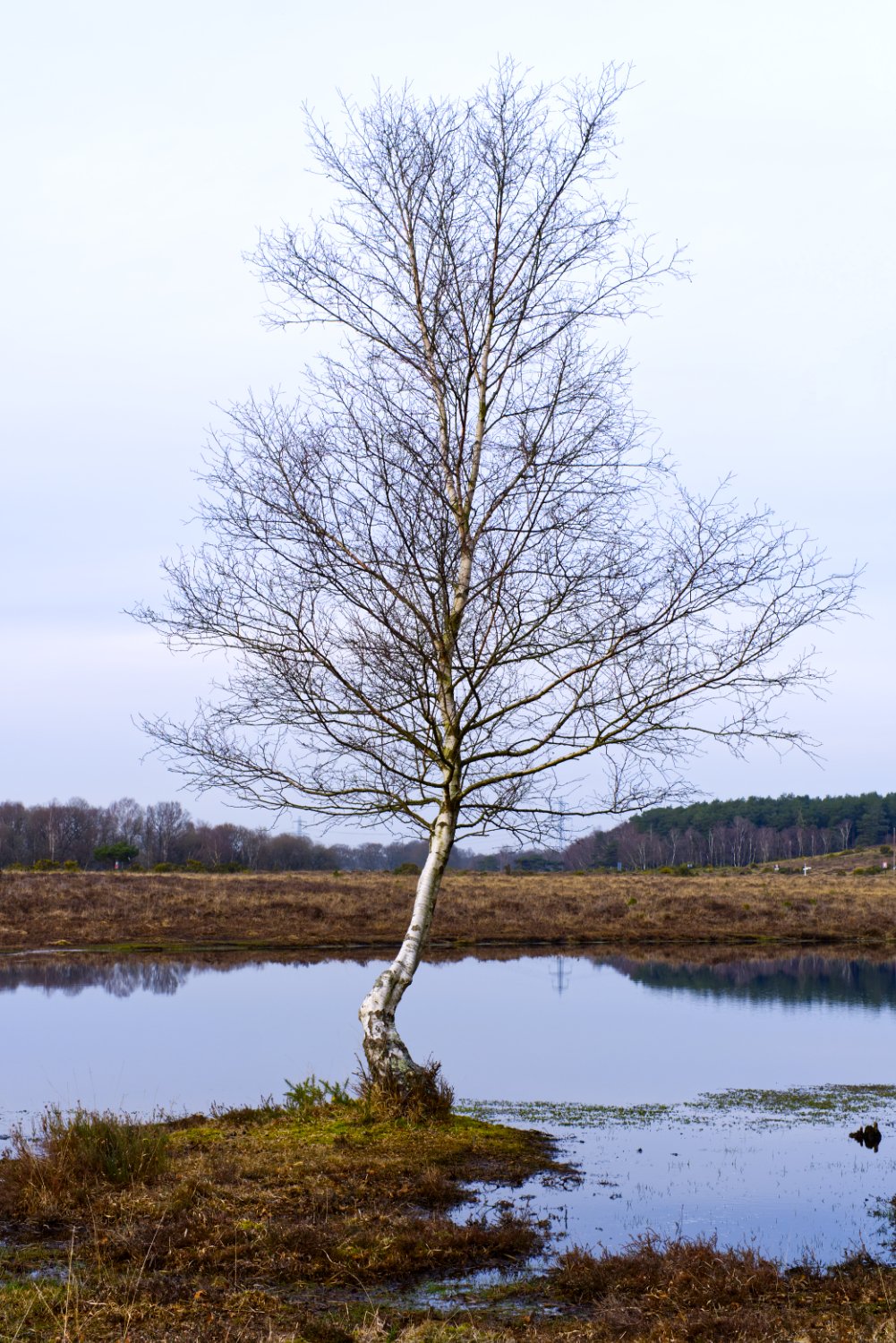 New Forest, UK