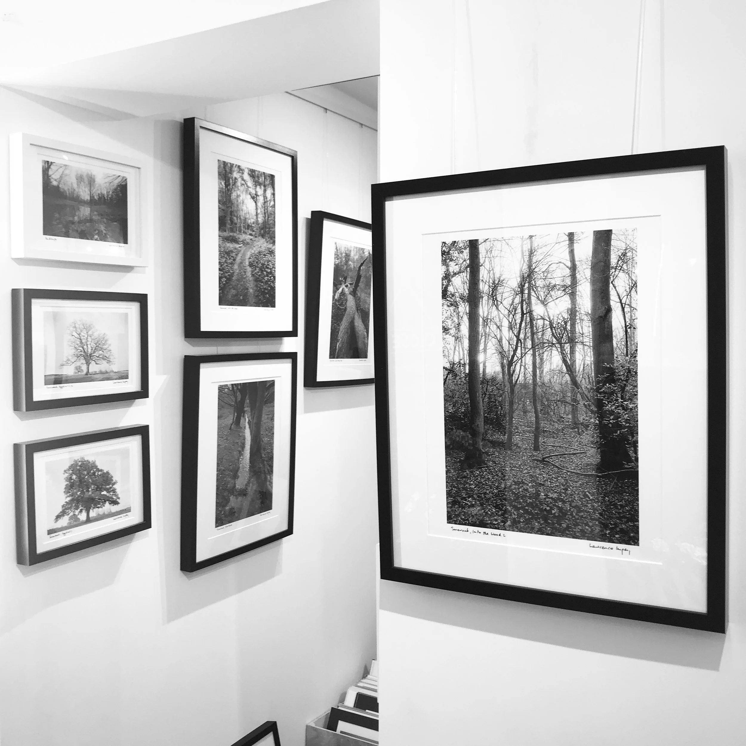 Black and white photographs of trees and nature displayed on white walls, with some framed images leaning against the wall in an art gallery or exhibition space.