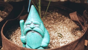 GNOME GROWN HIGHLY