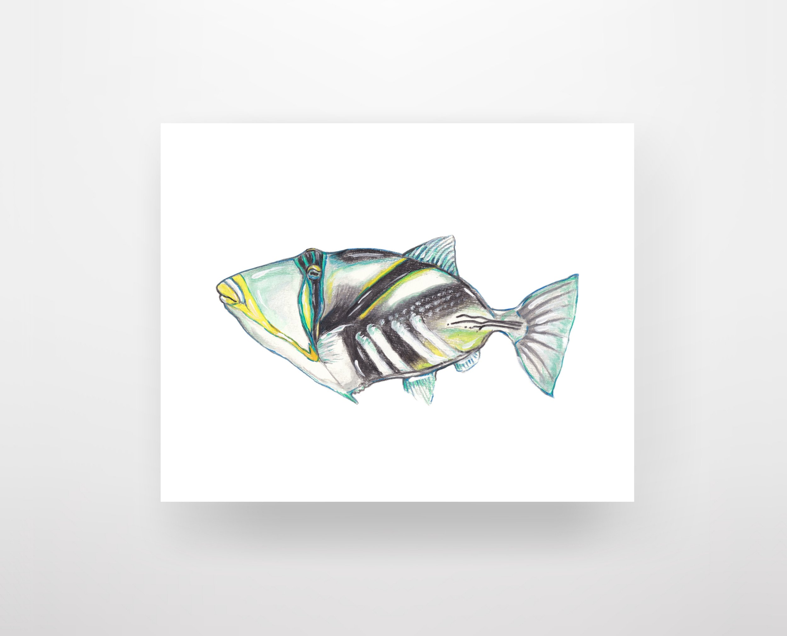 Picasso Triggerfish on white Etsy.jpg