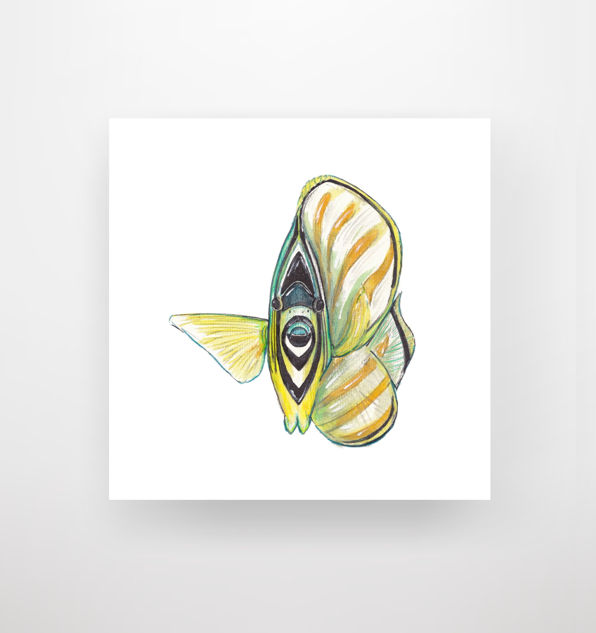 Ornate Butterflyfish on white etsy.jpg