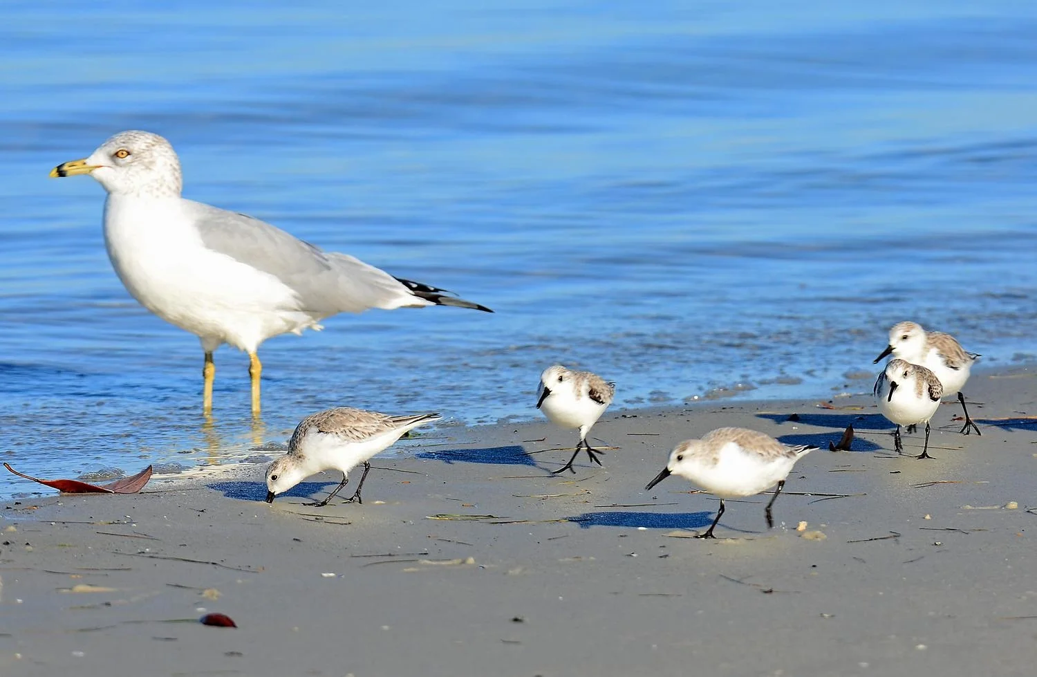 Sandpipers_with_Seagull.JPG