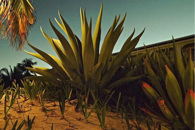 giant-cactus-night-desert-sacha-waldman.jpg