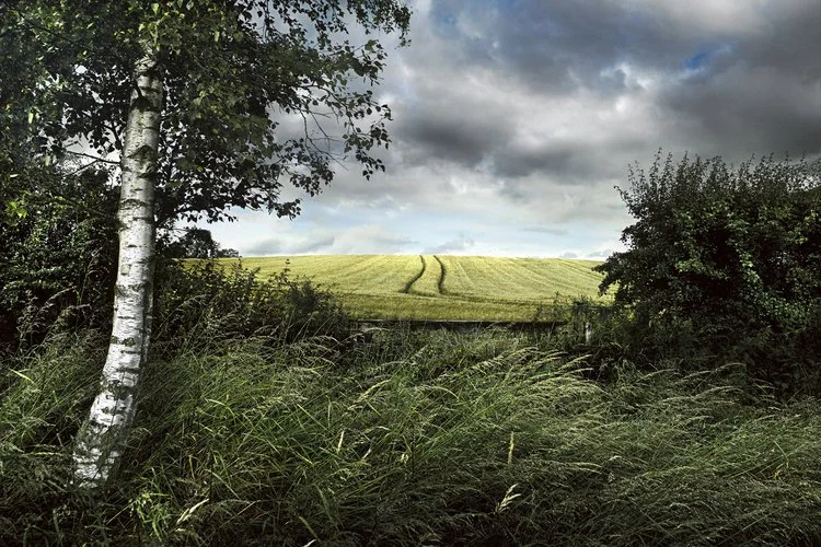 field-beyond-landscape-sacha-waldman.jpg