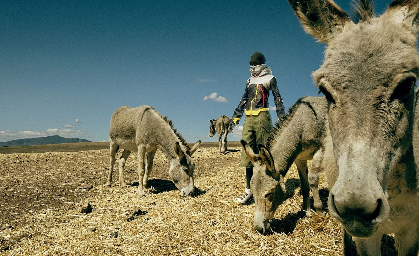 african-donkey-karoo_sacha-waldman.jpg
