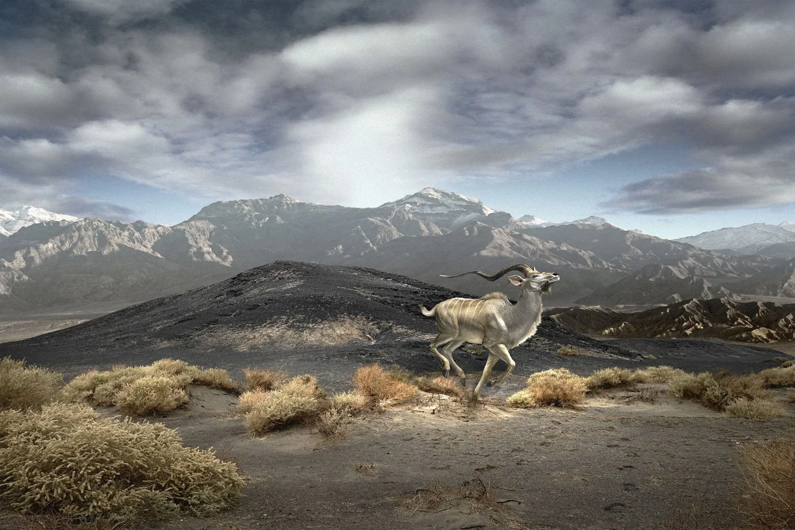 Kudu_sacha-waldman.jpg