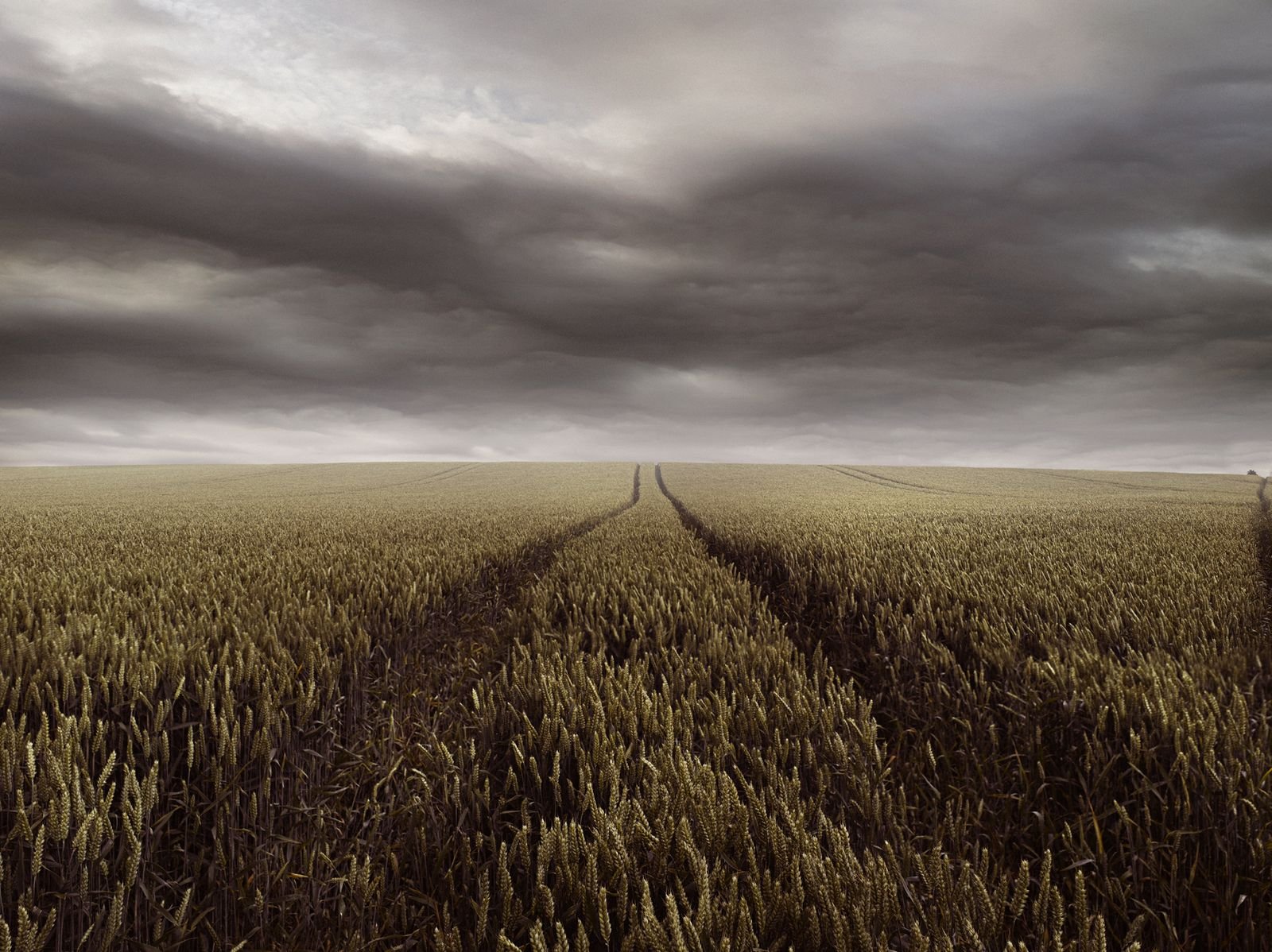 corn-field-vista-sacha-waldman.jpg