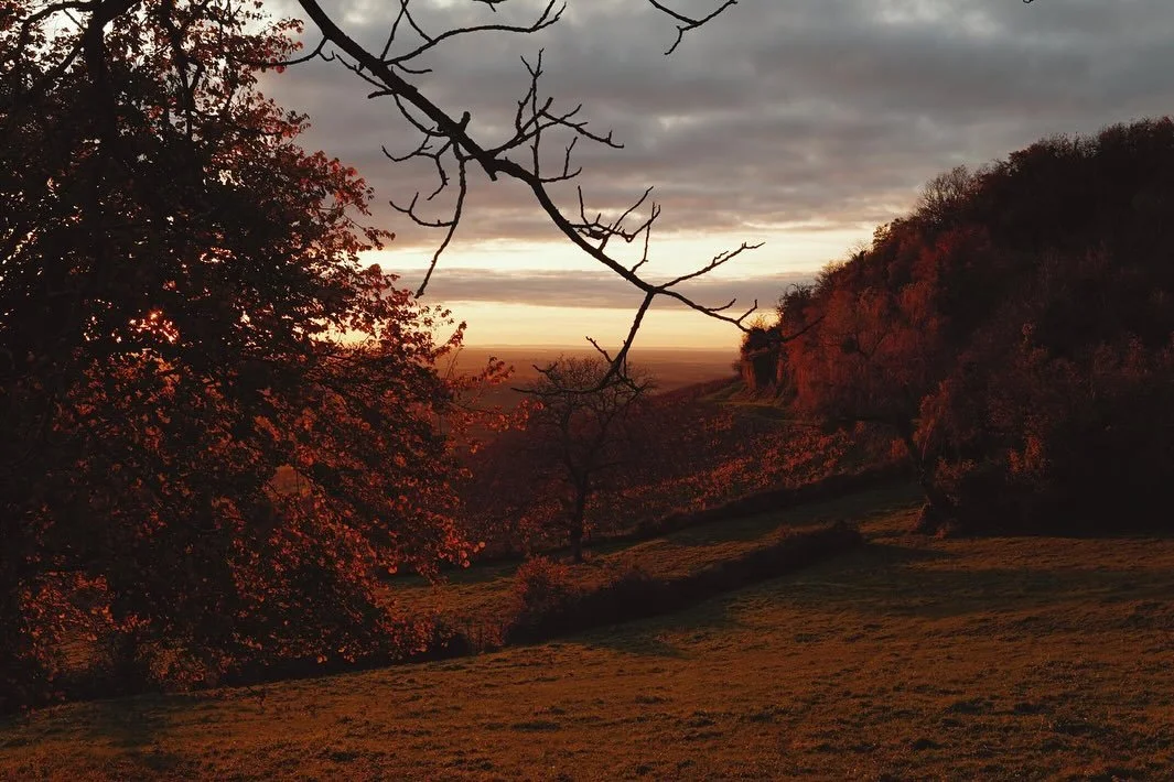 A JURASSIC FANTASY 

I was lucky enough to taste one of my favourite producers ever.
A winemaker who&rsquo;s eyes gave as much spark as the Arbois night sky.

There was so much energy in the room, in the wines it was contagious, spreading everywhere 