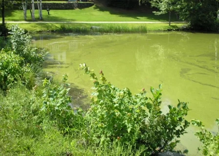 Cyano bloom in Bow Lake, Northwood, NH, Photo - NHDES