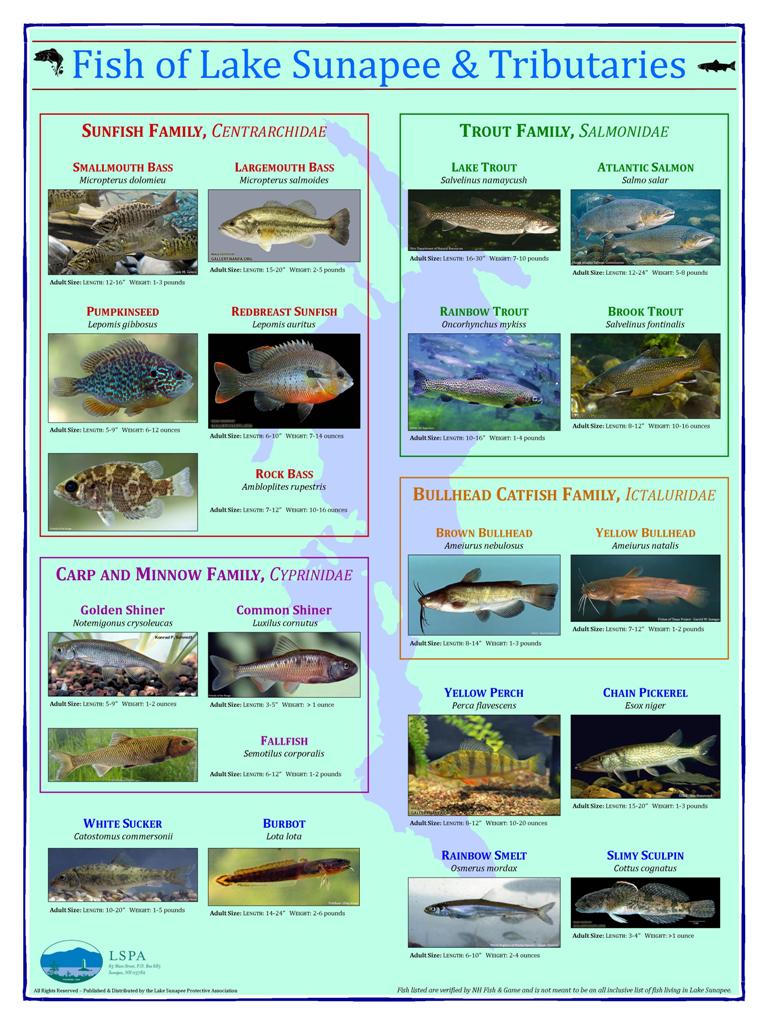 Fish of Lake Sunapee Poster (18 by 24 inches) $10.00