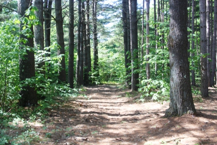 Wild Goose Pine Grove and Path