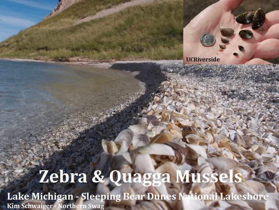 zebra-quagga_Lake-Michigan3_KimSchwaiger-NorthernSwag_web.jpg