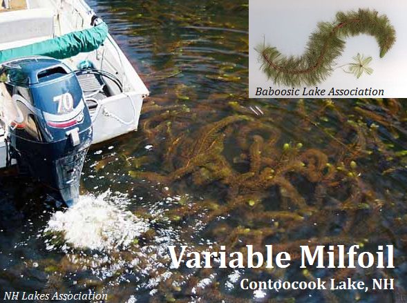 V.Milfoil_Contoocook-Lake_2010 NH LAKES_web.jpg