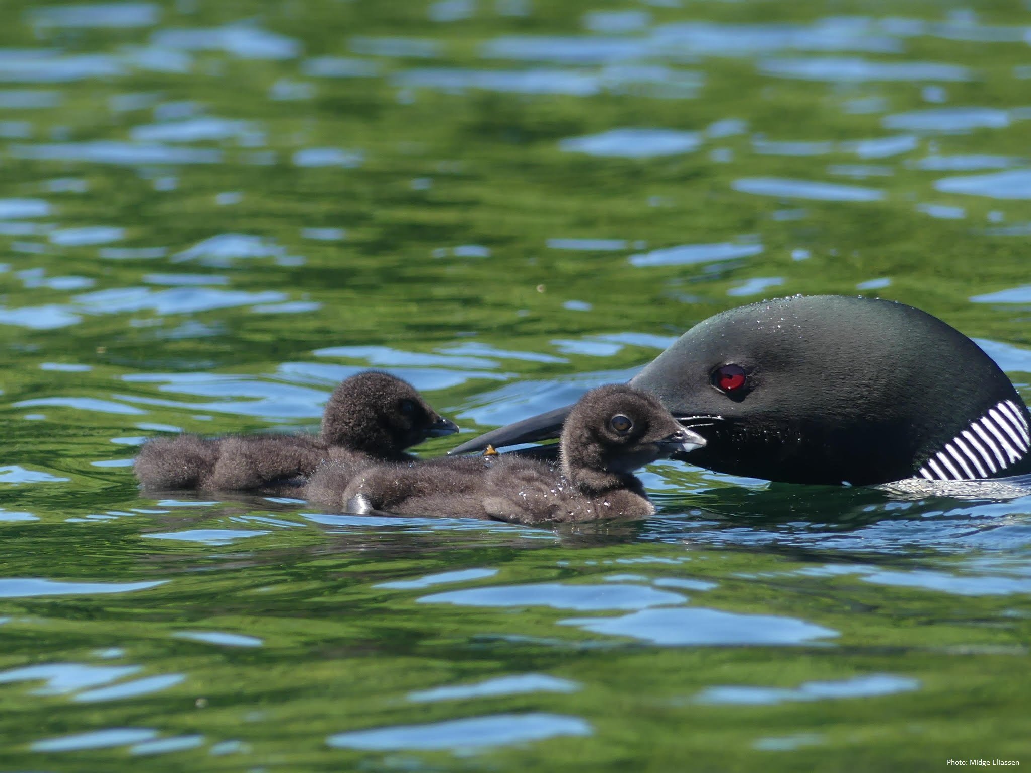 Loon&chicks_MEcredit.jpg