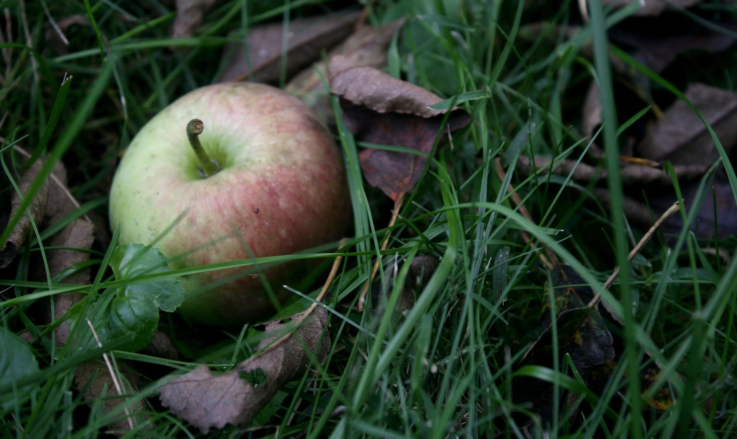 Nature Exploration Story Time (NEST) - Apples, Apples, Apples!