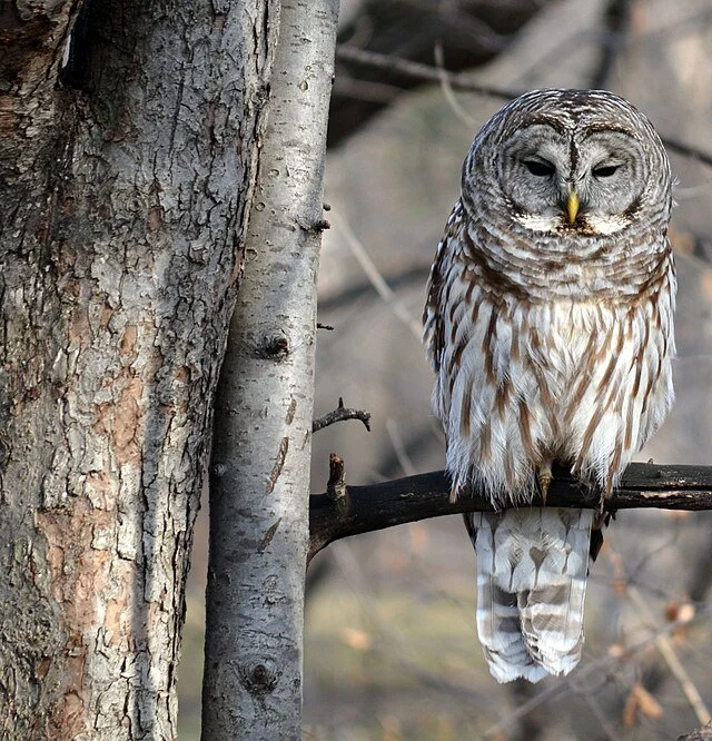 Nature Exploration Story Time (NEST) - Owl Moon