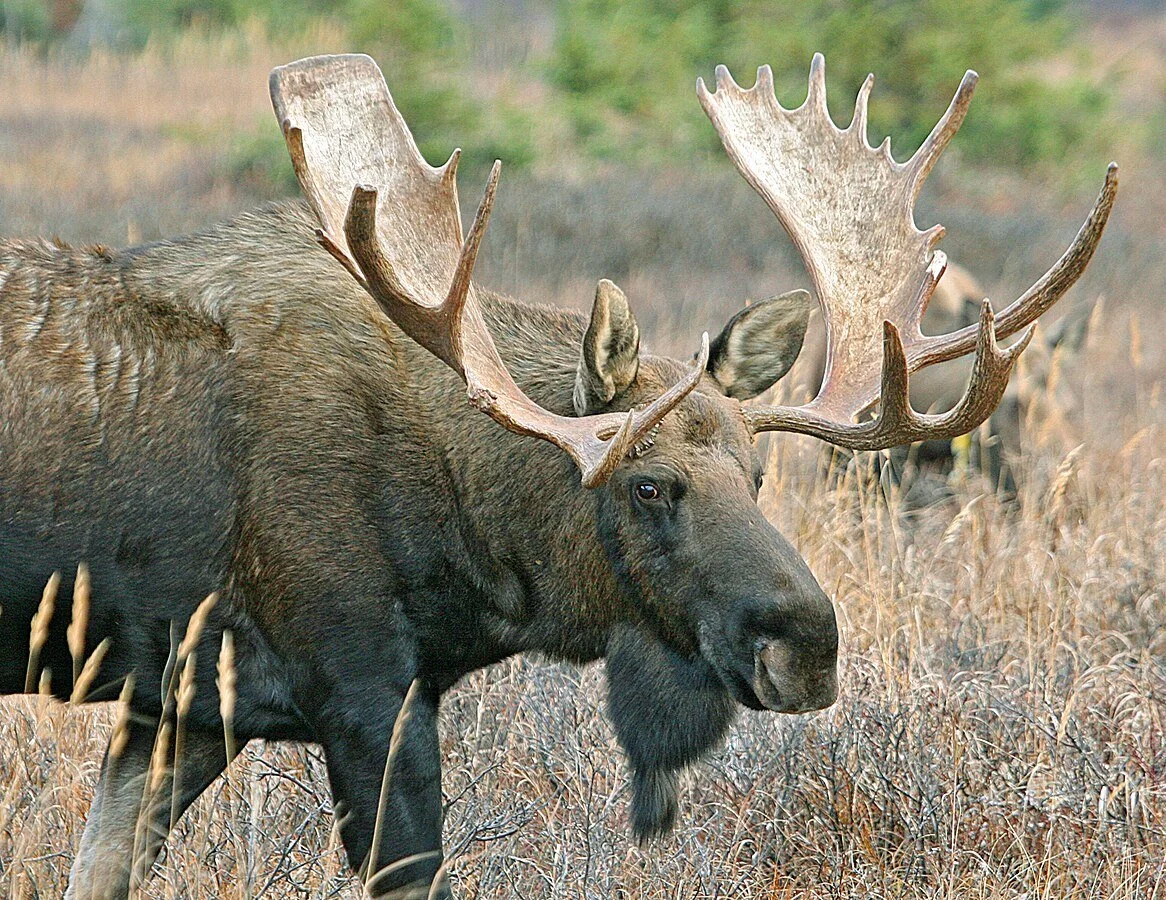 Nature Exploration Story Time (NEST) - Marvelous Moose