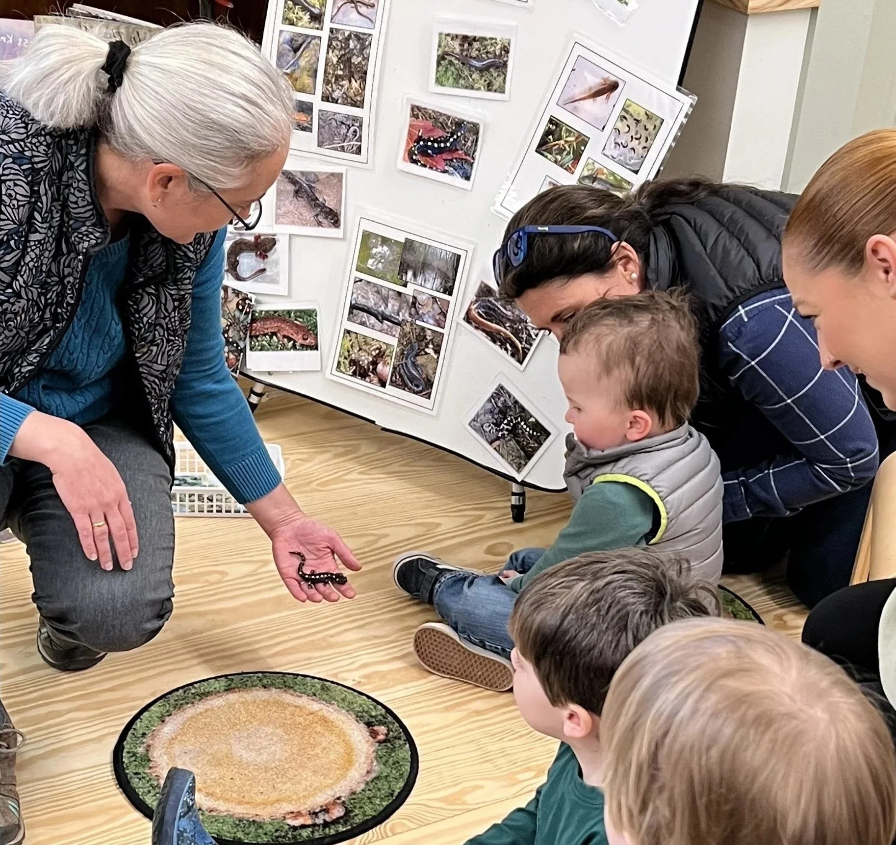 Vernal Pool Amphibians