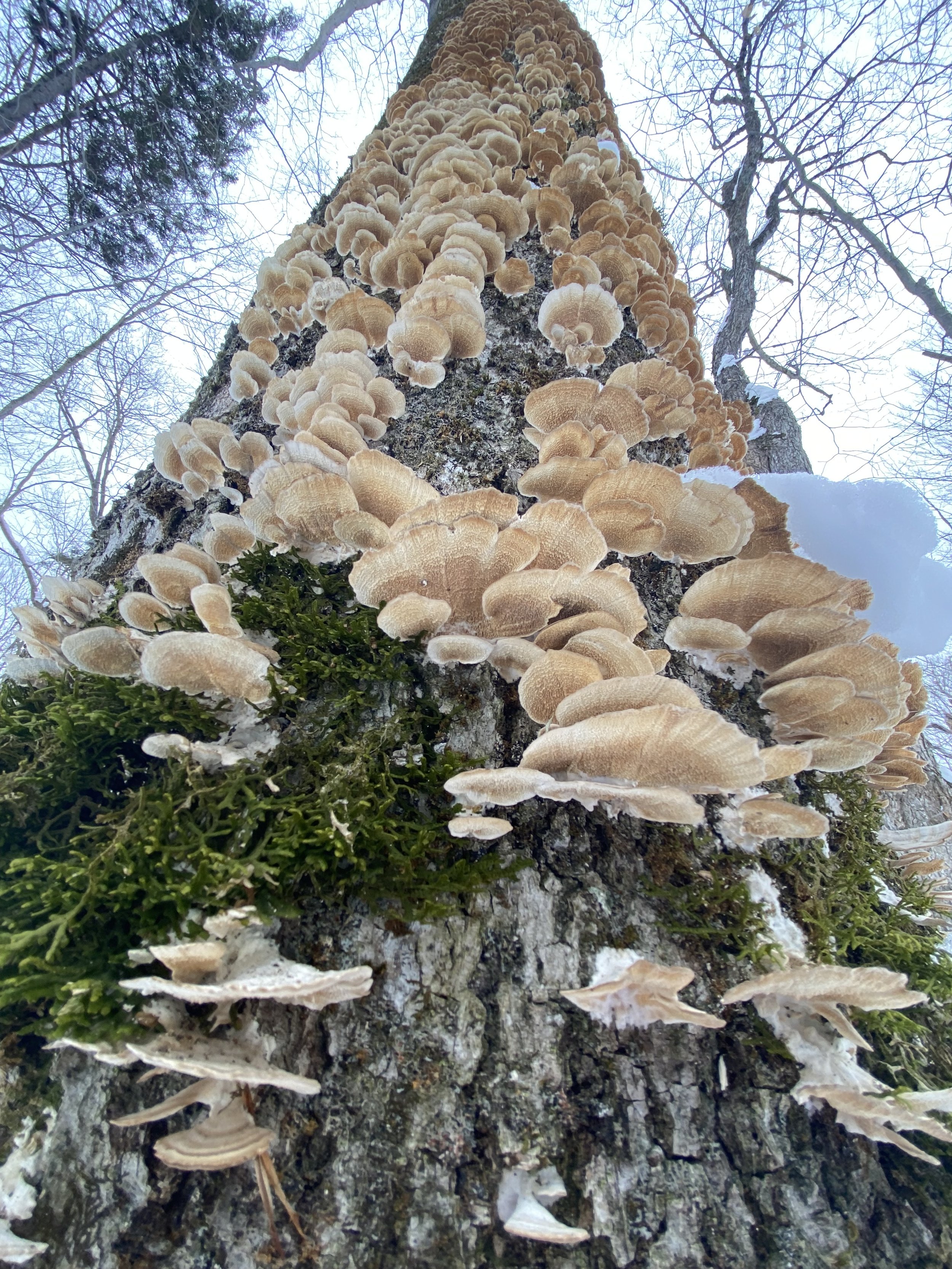Winter Mushroom Exploration
