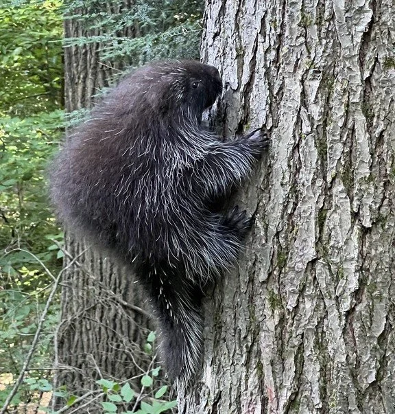 Porcupine Promenade