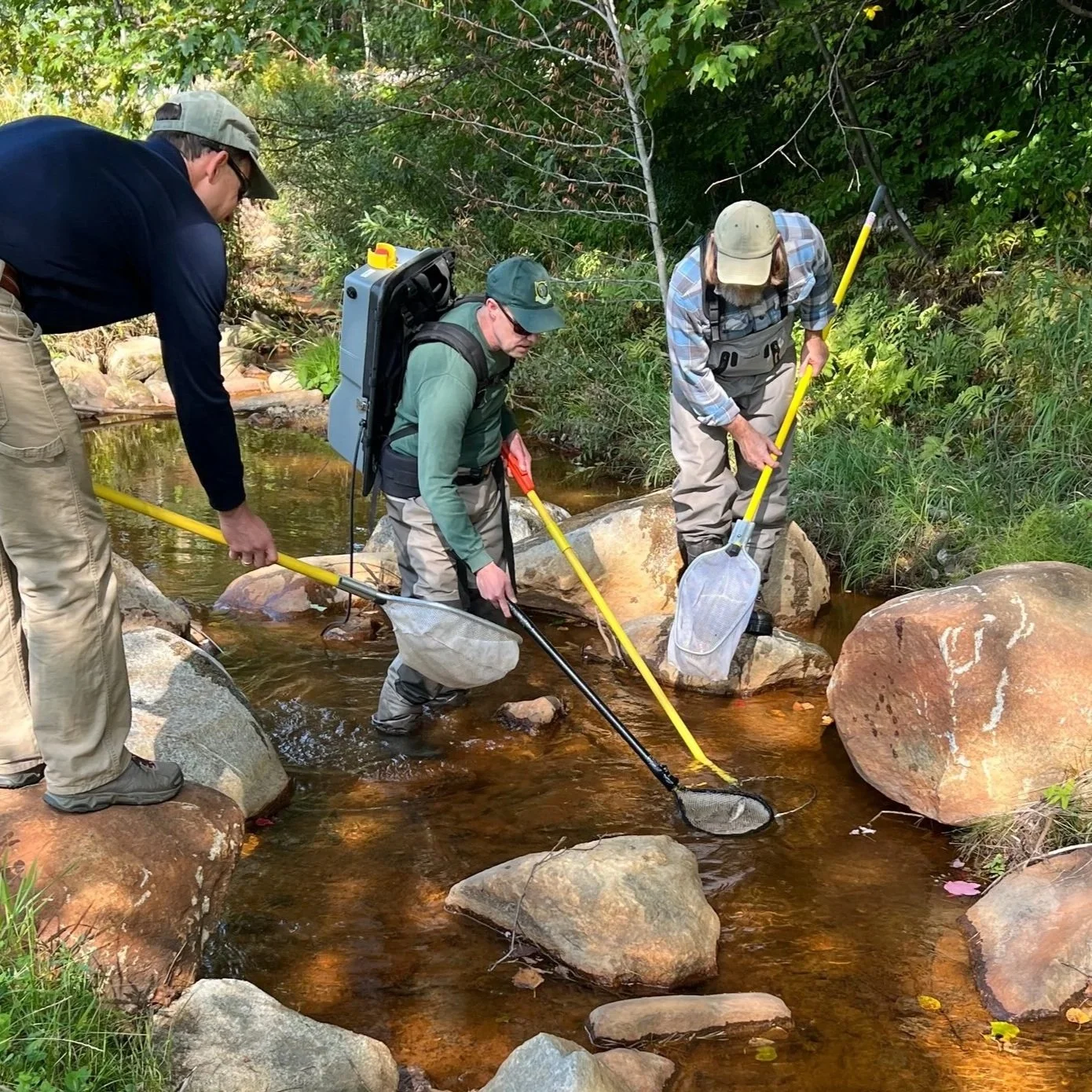 Field Fish Sampling and Identification