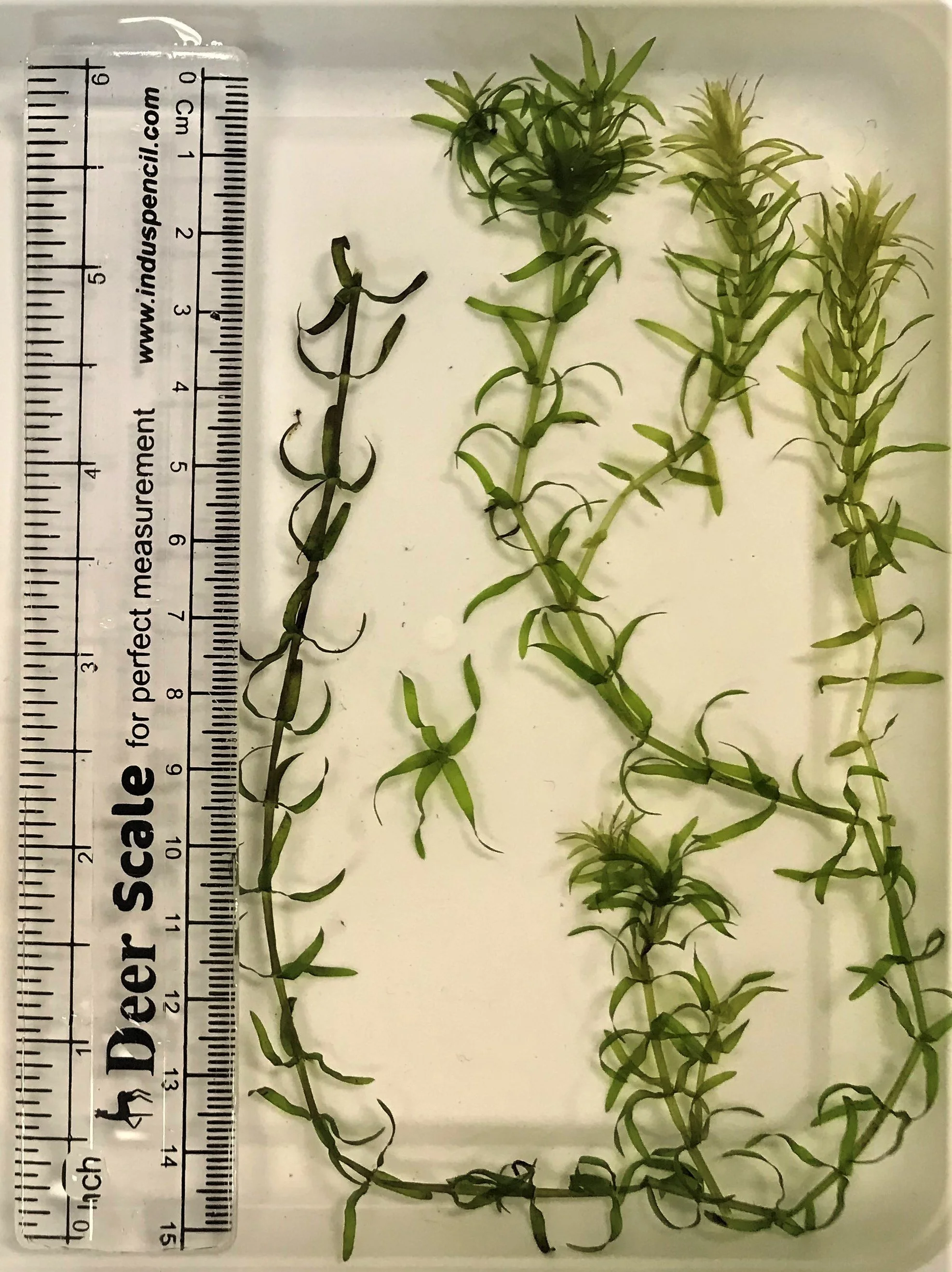 Development of Management Strategies for a New Hydrilla Invasion on the Connecticut River