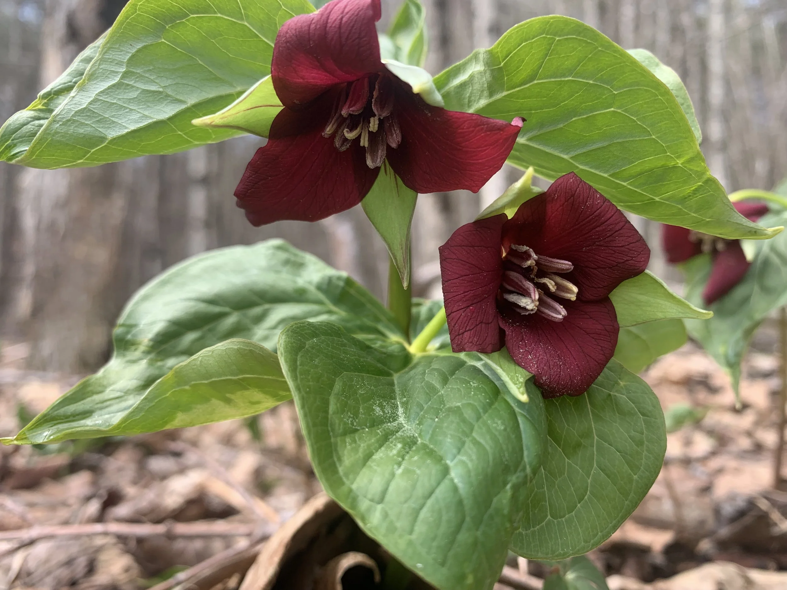 Nature Exploration Story Time (NEST)- Goodbye Winter, Hello Spring