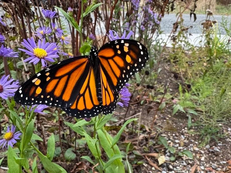 Nature Exploration Story Time (NEST) - Beautiful Butterflies and Fabulous Flowers