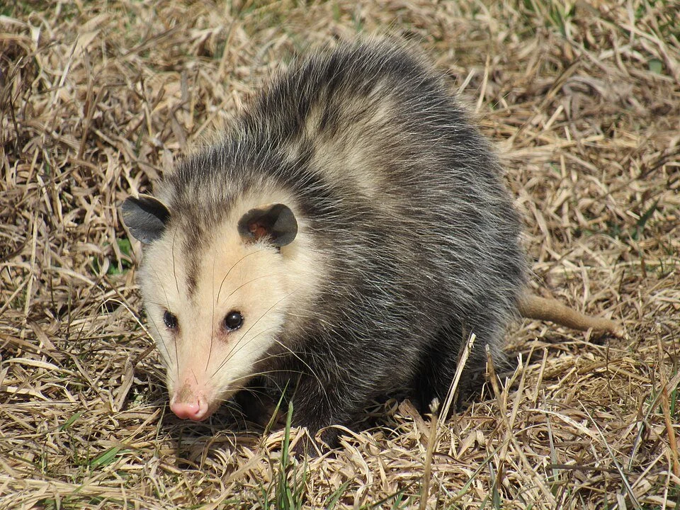 Nature Exploration Story Time (NEST) - Awesome Opossums 